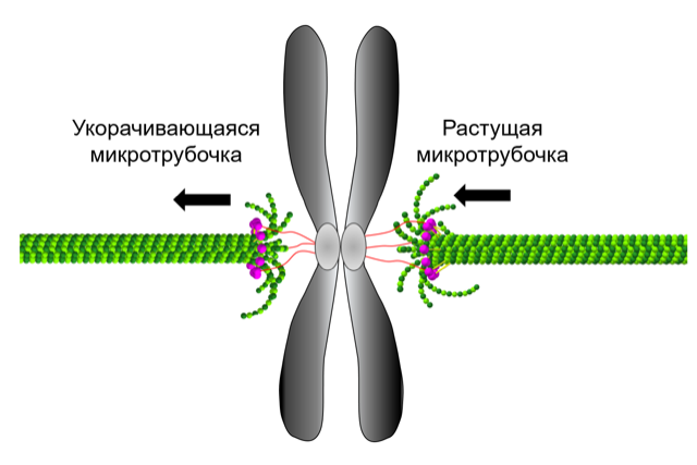 Вещество разрушающее микротрубочки веретена деления. Полюсные микротрубочки. Кинетохорные микротрубочки. Хромосомные микротрубочки это. Хромосомы микротрубочки.